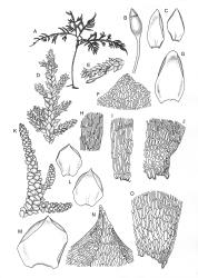 Camptochaete. A–J: C. arbuscula var. arbuscula. A, habit. B, capsule. C, branch leaves. D, portion of frond. E, branch detail with capsule. F, apex of branch leaf. G, frond axis leaf. H, mid laminal cells of branch leaf. I, basal laminal cells of branch leaf. J, alar cells. K–O: C. arbuscula var. tumida. K, branch detail. L, branch leaves. M, frond axis leaf. N, apex of branch leaf. O, alar cells of branch leaf. C. arbuscula var. arbuscula drawn from J. Child 5528, CHR 428525. C. arbuscula var. tumida drawn from E.M. Chapman s.n., 11 Dec. 1971, CHR 163840.
 Image: R.C. Wagstaff © New Zealand Institute for Bioeconomy Science 2026 CC-BY 3.0 NZ